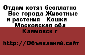 Отдам котят бесплатно  - Все города Животные и растения » Кошки   . Московская обл.,Климовск г.